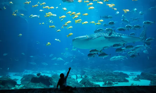 The Aquarium
